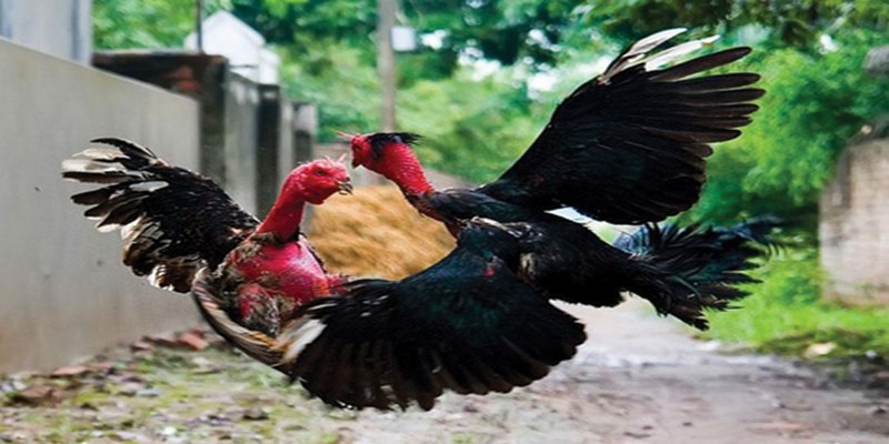 Bật Mí Bí Quyết Chơi Đá Gà Jun88 Hiệu Quả Nhất 5 eoch.top